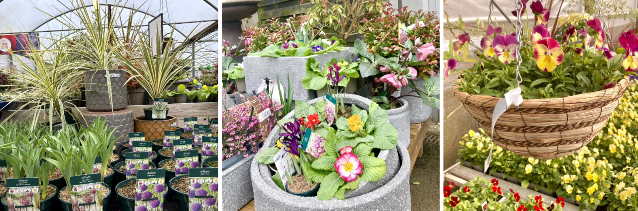 planters uppingham 