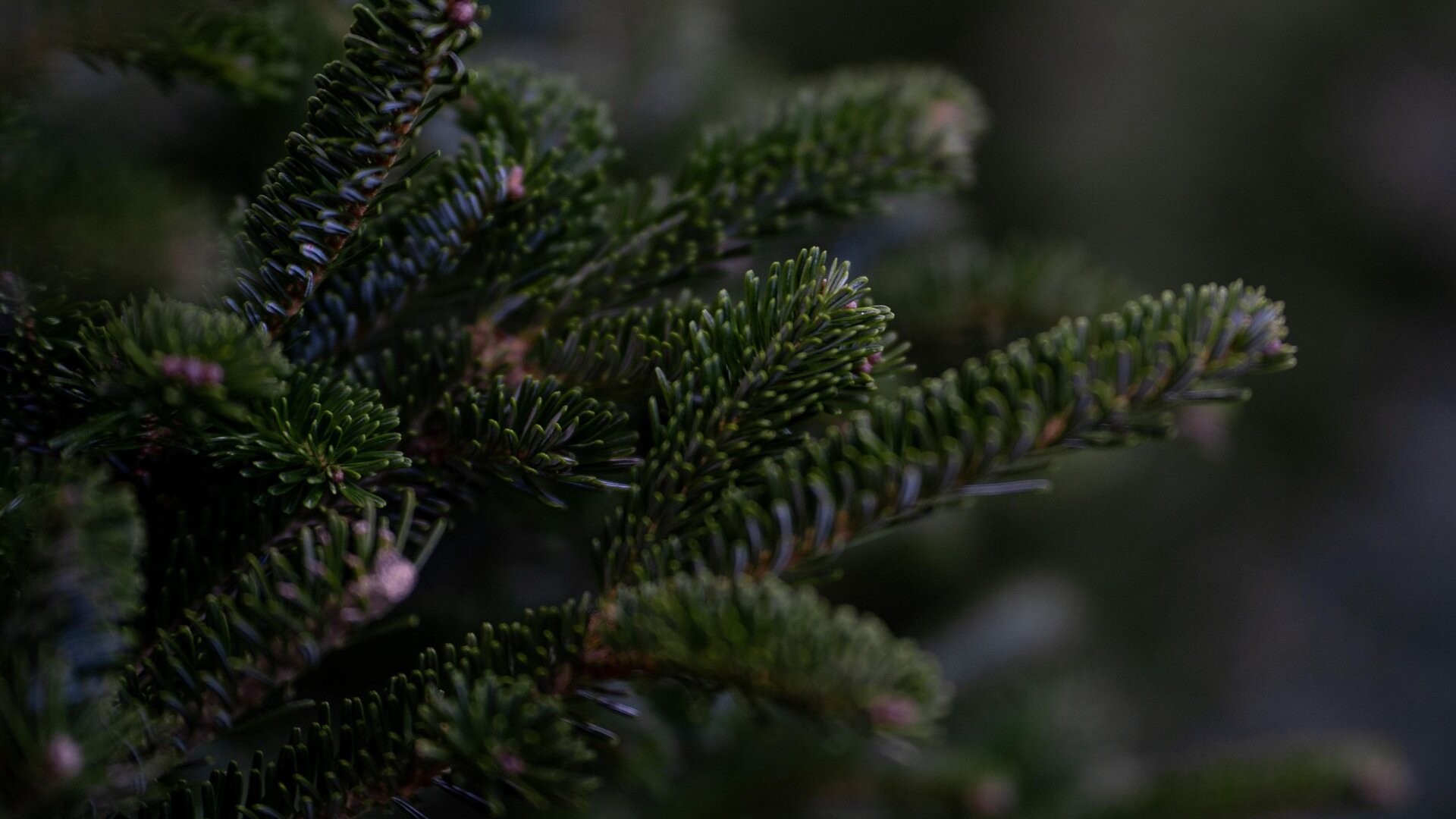 Fresh Christmas Trees