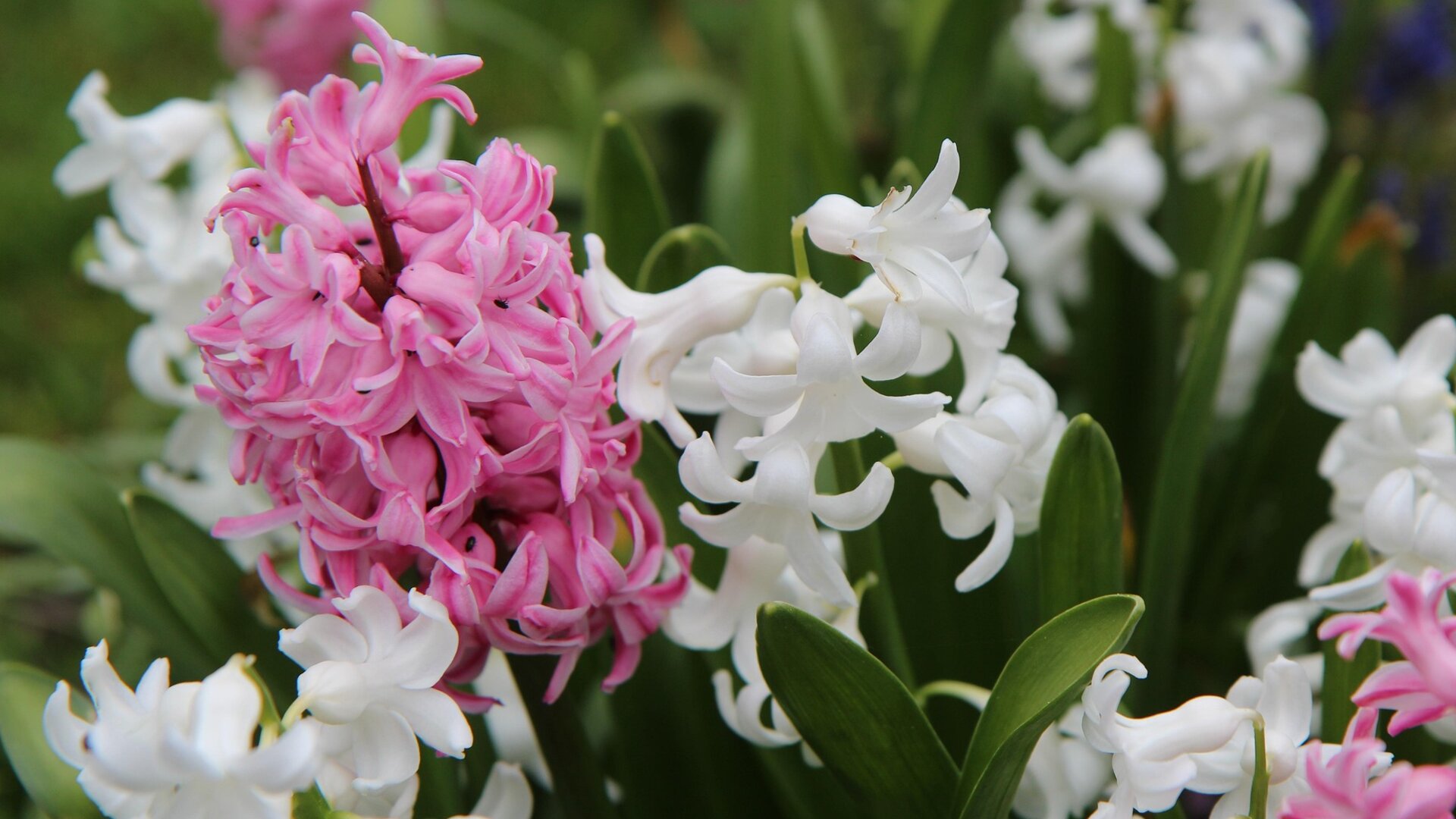 Hyacinth