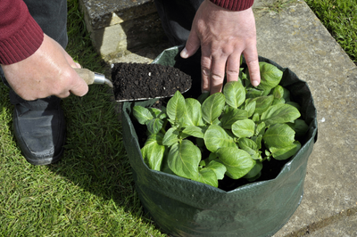 Growing in grow bags