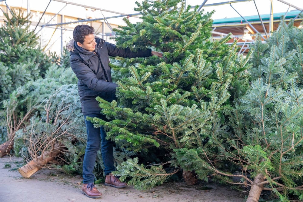 How to choose the right Christmas tree Welland Vale Garden