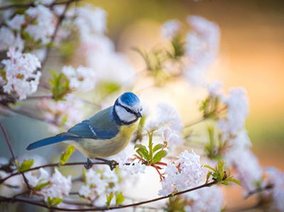 How to make a bird-friendly garden