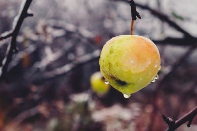 How to tackle winter pruning in 6 steps