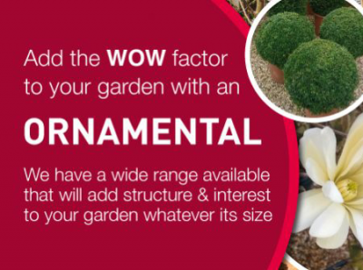 Ornamental Plants