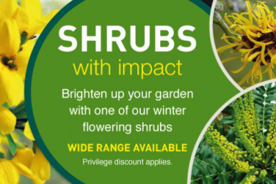 Shrubs with impact