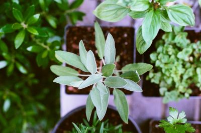 Start making plans for your kitchen garden