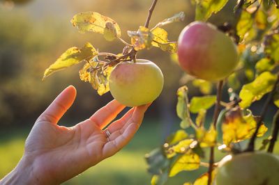 What to do in the garden in October?