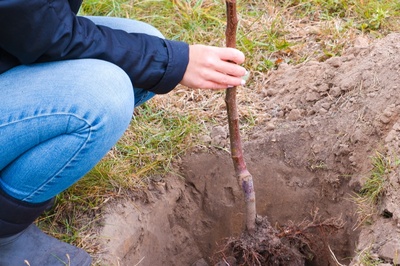 Why winter is a great time to plant trees