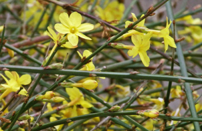 Winter Interest Shrubs