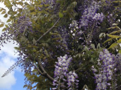 Wisteria Guide