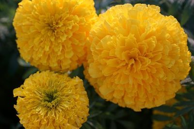 Year of the Marigold