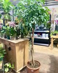 Indoor plants