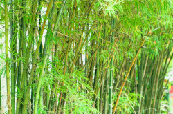 Poaceae