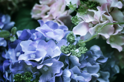 Hydrangeaceae