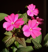 Balsaminaceae