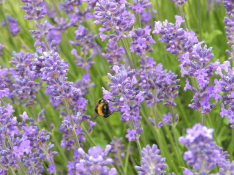 Lamiaceae