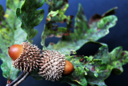Fagaceae
