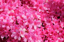 Geraniaceae