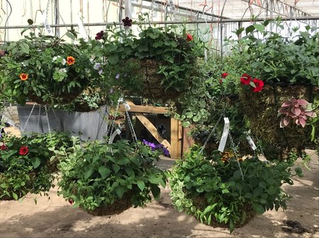 Baskets getting Growing in our Glass House