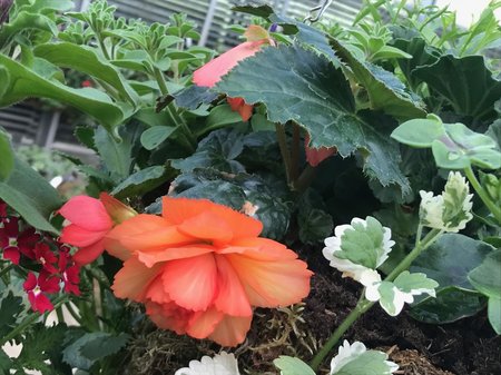 Begonia Mix Basket