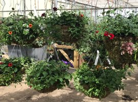 Hanging Baskets