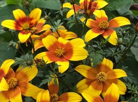 Hanging Baskets