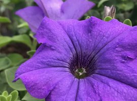 Hanging Baskets