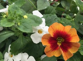 Hanging Baskets