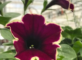 Hanging Baskets