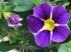 Hanging Baskets