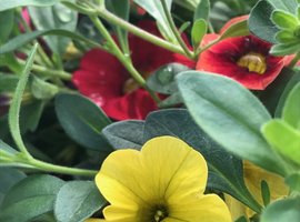 Hanging Baskets