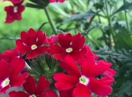 Hanging Baskets