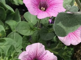 Hanging Baskets