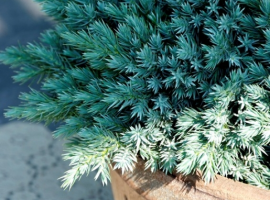 Conifers for small gardens