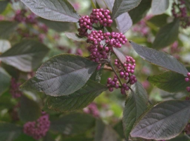 Berrying shrubs