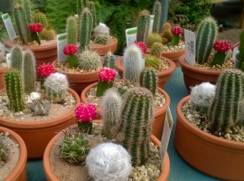 Colourful cacti