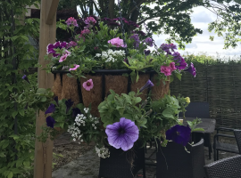 Hanging Baskets