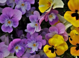 Home Grown Bedding