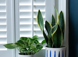 Indoor Pots