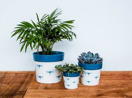 Indoor Pots