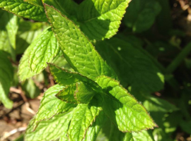 Making a herb garden