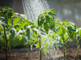 Watering can wisdom