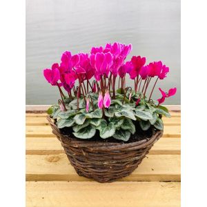 Cyclamen Basket 10"