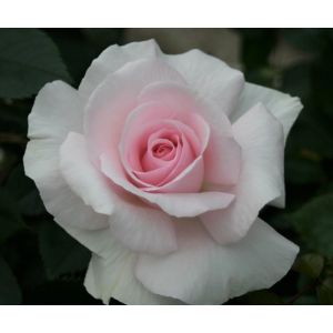 A Whiter Shade of Pale