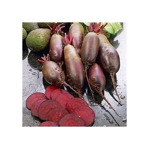 Beetroot Seeds - Cylindra - image 1