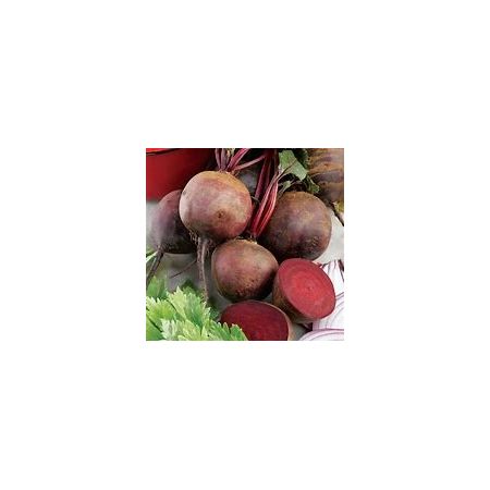 Beetroot Seeds - Boltardy - image 1