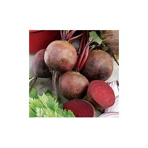 Beetroot Seeds - Boltardy - image 2