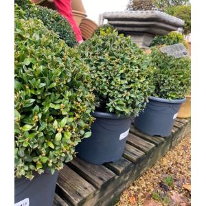 Buxus Sempervirens 30cm - image 2