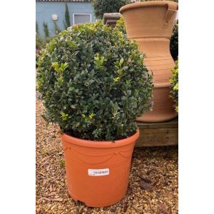 Buxus Sempervirens 40cm
