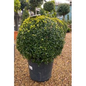Buxus Sempervirens 50cm - image 2